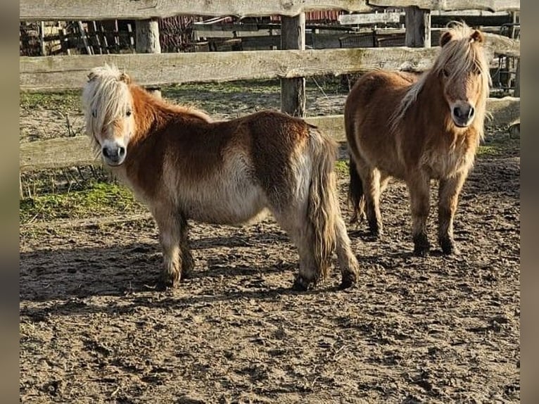 Shetland Ponies Gelding 21 years 9,1 hh in Kremmen