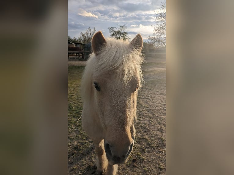 Shetland Ponies Gelding 22 years 11.1 hh Palomino in Au am Rhein
