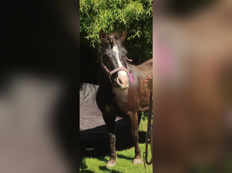 Shetland Ponies Mix Gelding 22 years 11,1 hh Bay-Dark in Kiel