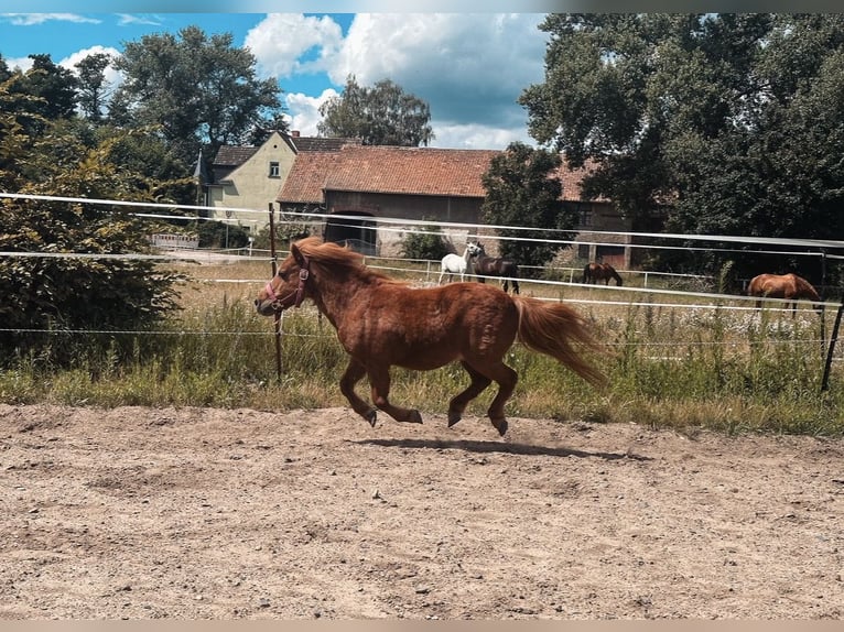 Shetland Ponies Gelding 22 years 8,3 hh Chestnut-Red in Ballenstedt