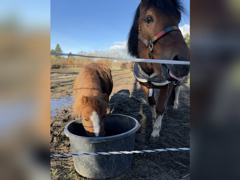 Shetland Ponies Gelding 22 years 8,3 hh Chestnut-Red in Ballenstedt