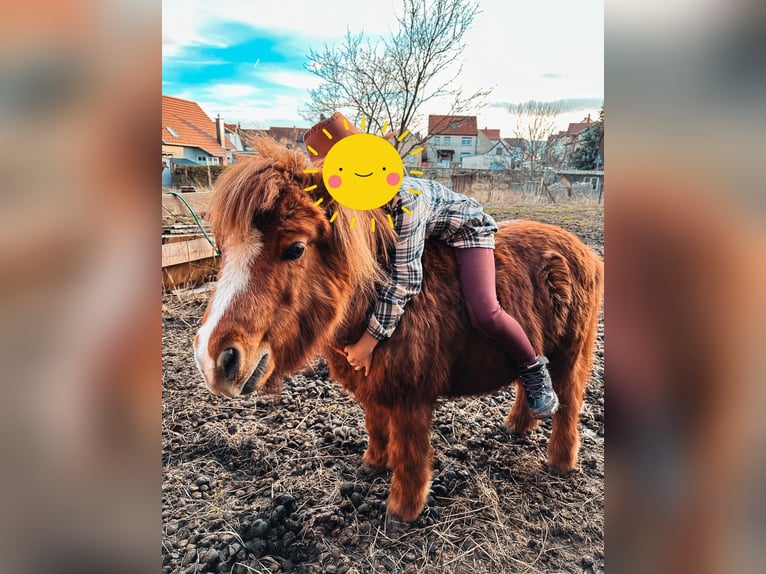 Shetland Ponies Gelding 22 years 8,3 hh Chestnut-Red in Ballenstedt