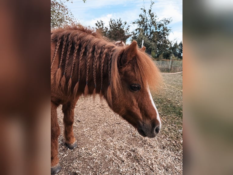 Shetland Ponies Gelding 22 years 8,3 hh Chestnut-Red in Ballenstedt