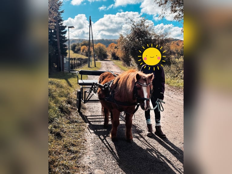 Shetland Ponies Gelding 22 years 8,3 hh Chestnut-Red in Ballenstedt