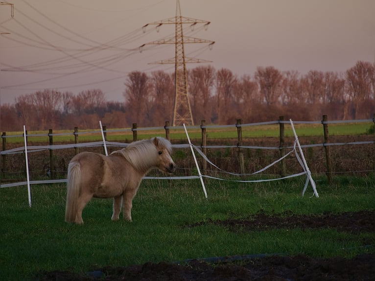 Shetland Ponies Gelding 22 years 9,2 hh Palomino in Meerbusch