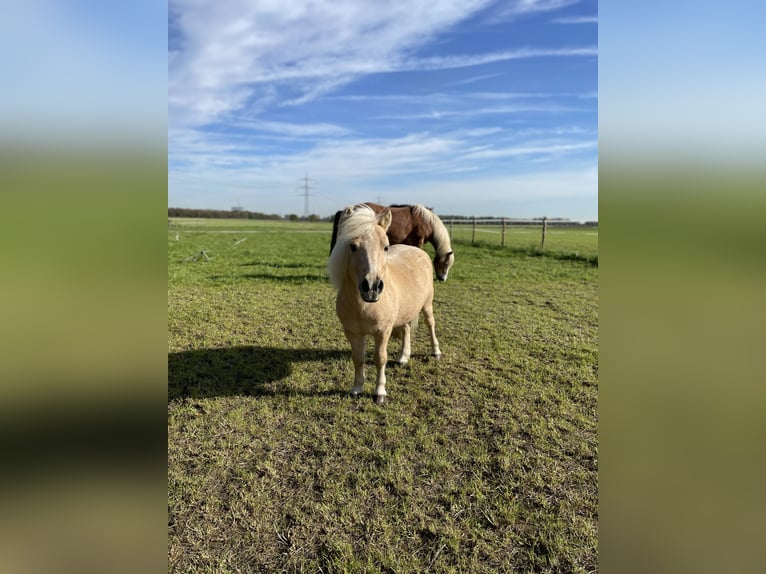 Shetland Ponies Gelding 22 years 9,2 hh Palomino in Meerbusch