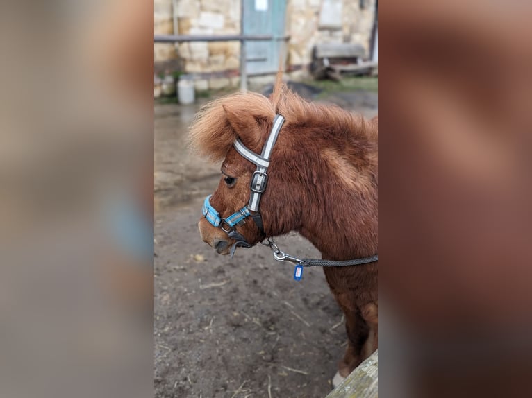 Shetland Ponies Gelding 22 years Chestnut-Red in Reinsberg