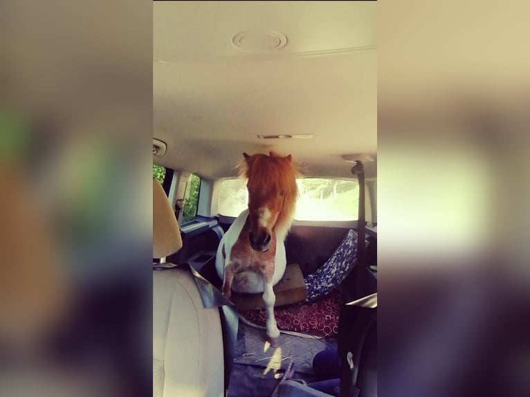 Shetland Ponies Gelding 23 years 8,2 hh Pinto in Augsburg
