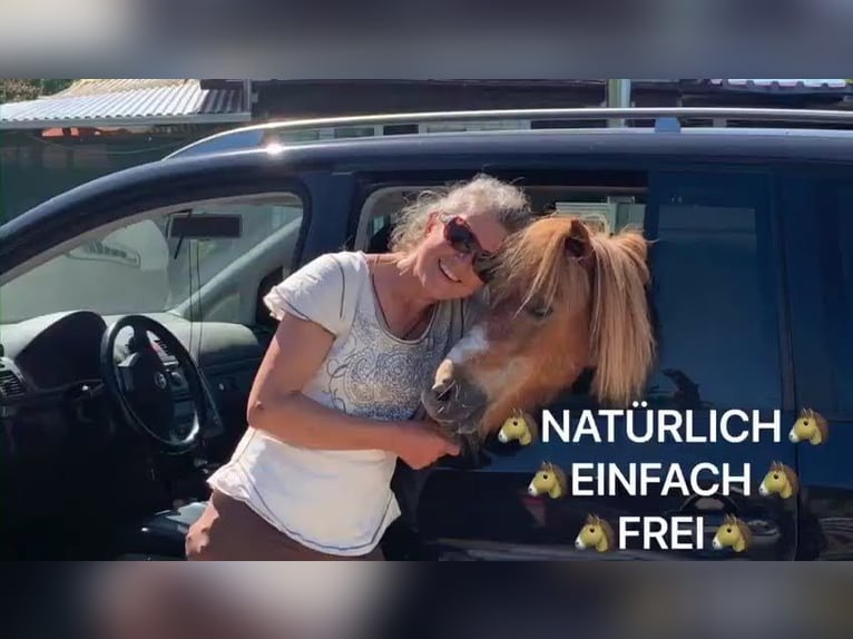 Shetland Ponies Gelding 23 years 8,2 hh Pinto in Augsburg