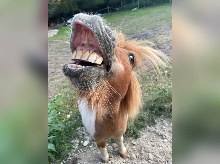 Shetland Ponies Gelding 23 years 8,2 hh Pinto in Augsburg