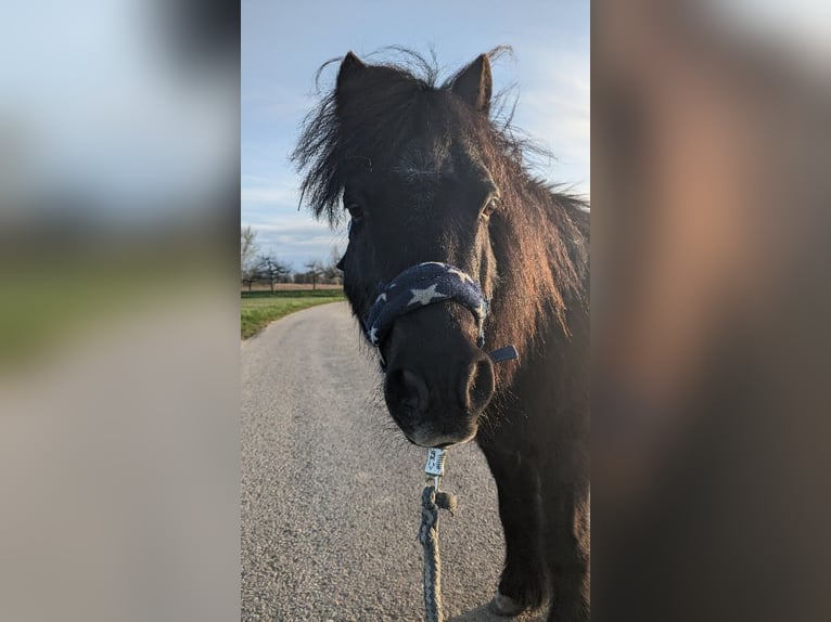 Shetland Ponies Gelding 24 years 10.2 hh Black in Au am Rhein