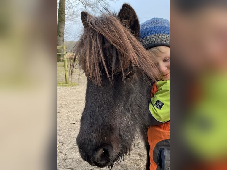 Shetland Ponies Gelding 25 years 8,3 hh Black in Ladbergen