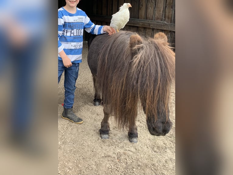 Shetland Ponies Gelding 25 years 8,3 hh Black in Ladbergen