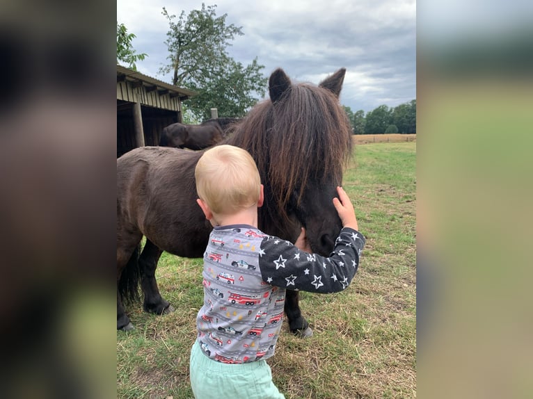 Shetland Ponies Gelding 25 years 8,3 hh Black in Ladbergen