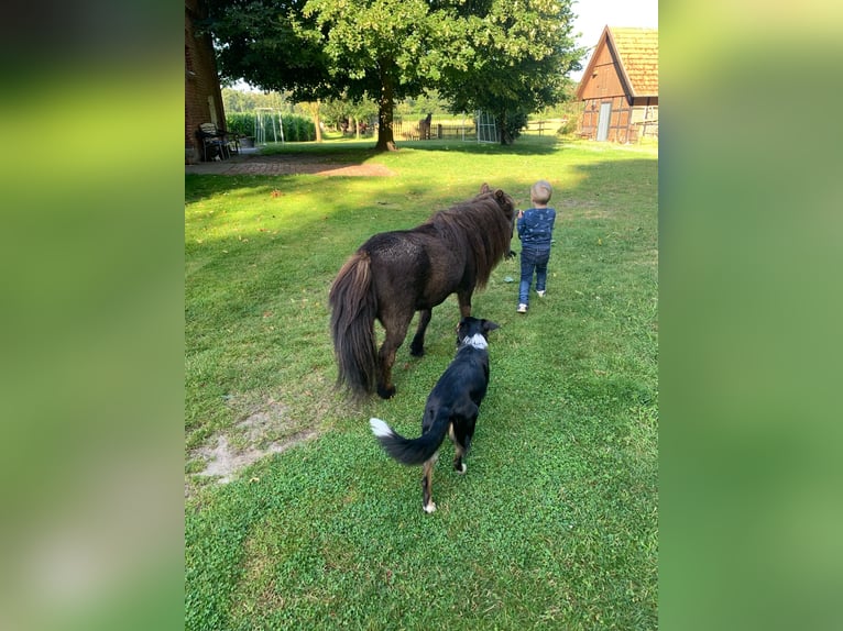 Shetland Ponies Gelding 25 years 8,3 hh Black in Ladbergen