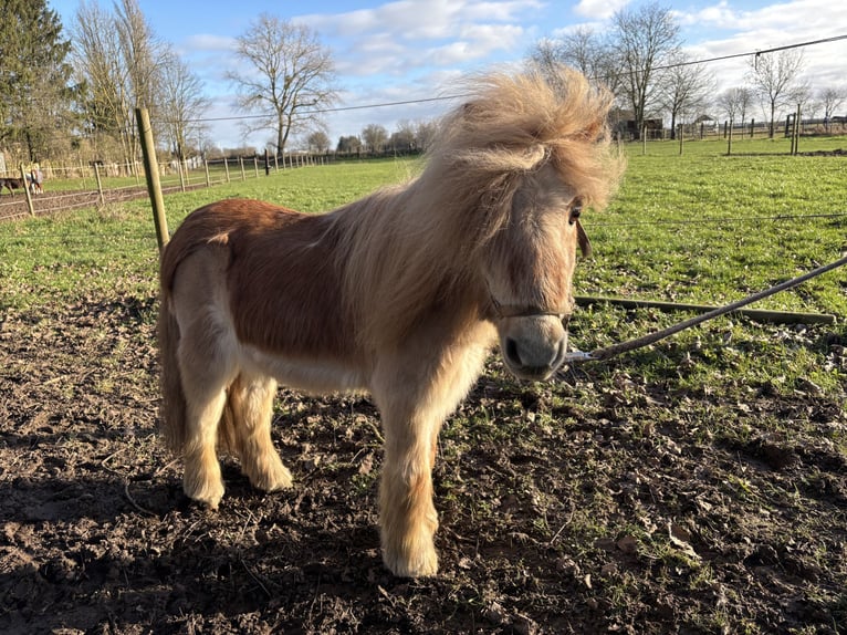 Shetland Ponies Gelding 26 years Chestnut-Red in Köln