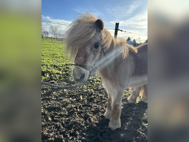 Shetland Ponies Gelding 26 years Chestnut-Red in Köln