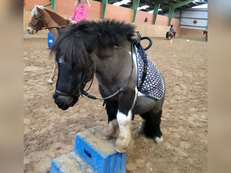 Shetland Ponies Gelding 27 years 9 hh Pinto in D&#xF6;tlingen