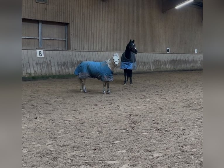 Shetland Ponies Gelding 28 years 11.2 hh Leopard-Piebald in Neuendettelsau