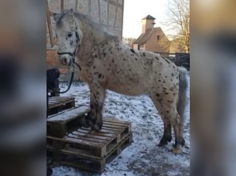 Shetland Ponies Gelding 28 years 11.2 hh Leopard-Piebald in Neuendettelsau