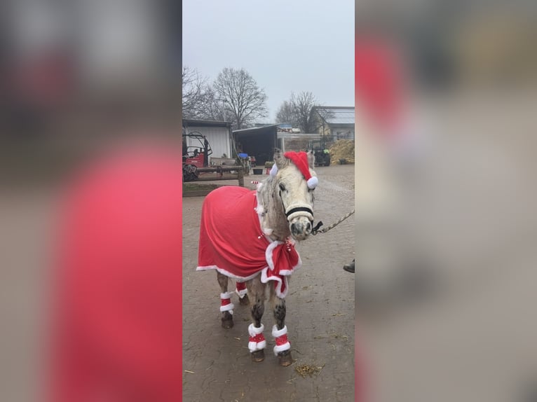 Shetland Ponies Gelding 28 years 11.2 hh Leopard-Piebald in Neuendettelsau