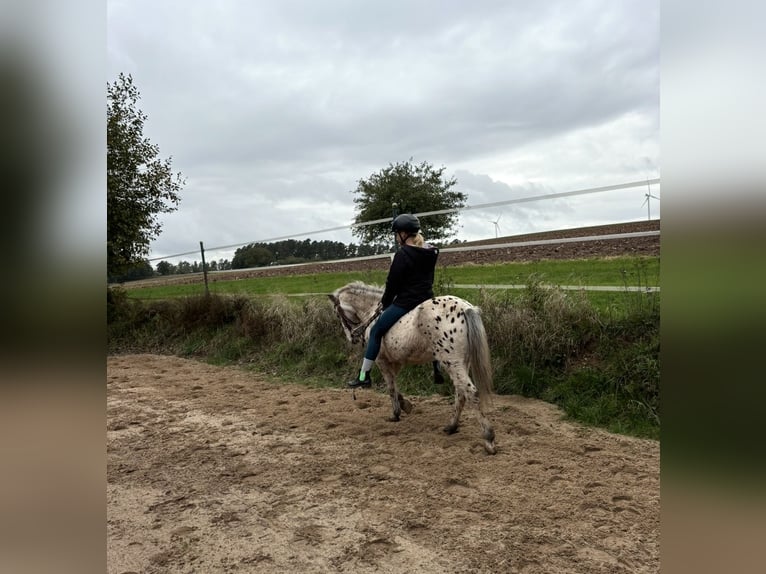 Shetland Ponies Gelding 28 years 11.2 hh Leopard-Piebald in Neuendettelsau