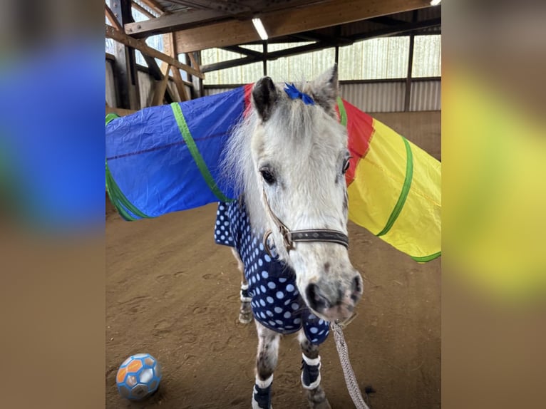 Shetland Ponies Gelding 28 years 11.2 hh Leopard-Piebald in Neuendettelsau