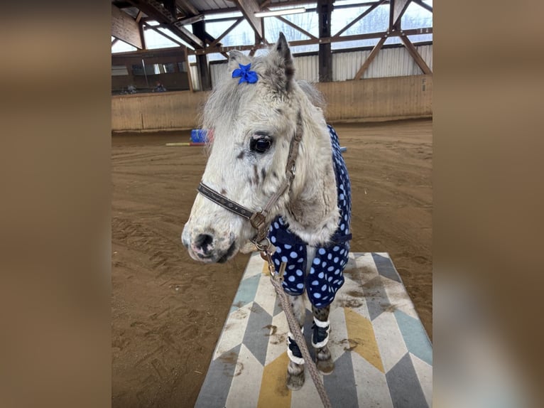Shetland Ponies Gelding 28 years 11.2 hh Leopard-Piebald in Neuendettelsau