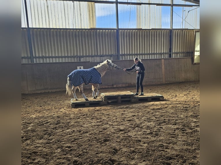 Shetland Ponies Gelding 28 years 11.2 hh Leopard-Piebald in Neuendettelsau