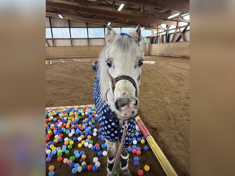 Shetland Ponies Gelding 28 years 11.2 hh Leopard-Piebald in Neuendettelsau