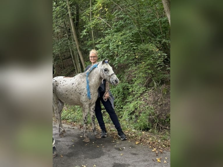 Shetland Ponies Gelding 28 years 11.2 hh Leopard-Piebald in Neuendettelsau