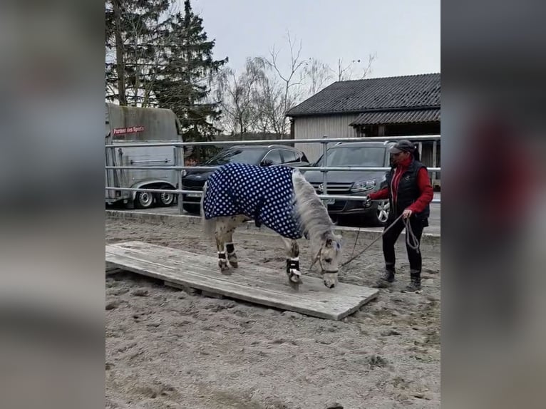 Shetland Ponies Gelding 28 years 11.2 hh Leopard-Piebald in Neuendettelsau