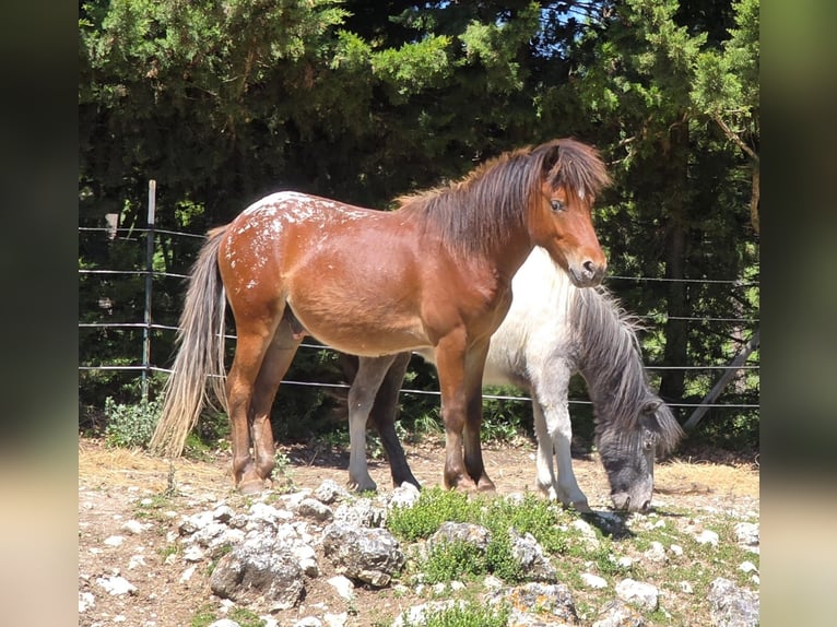Shetland Ponies Gelding 2 years 10.1 hh Brown in Salles sous Bois