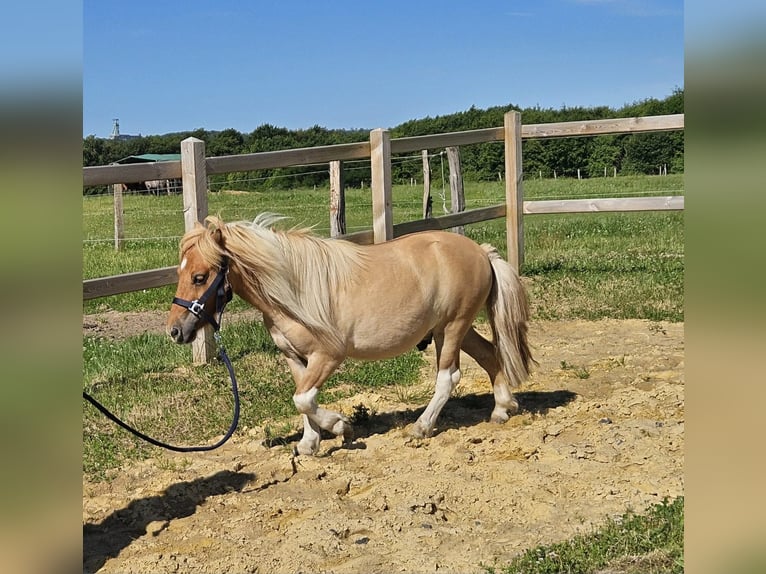 Shetland Ponies Gelding 2 years 10 hh Pinto in Linkenbach