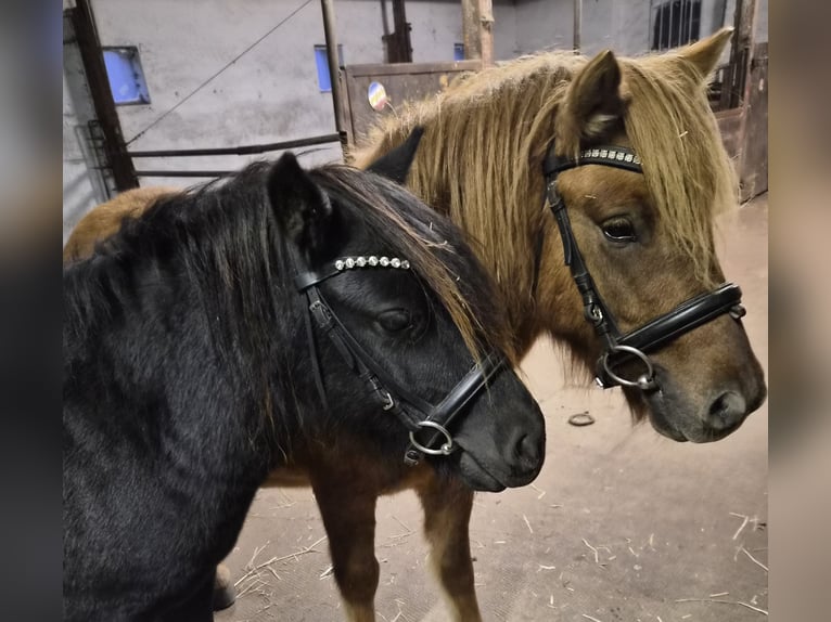 Shetland Ponies Gelding 2 years 10,3 hh Red Dun in Woltersdorf
