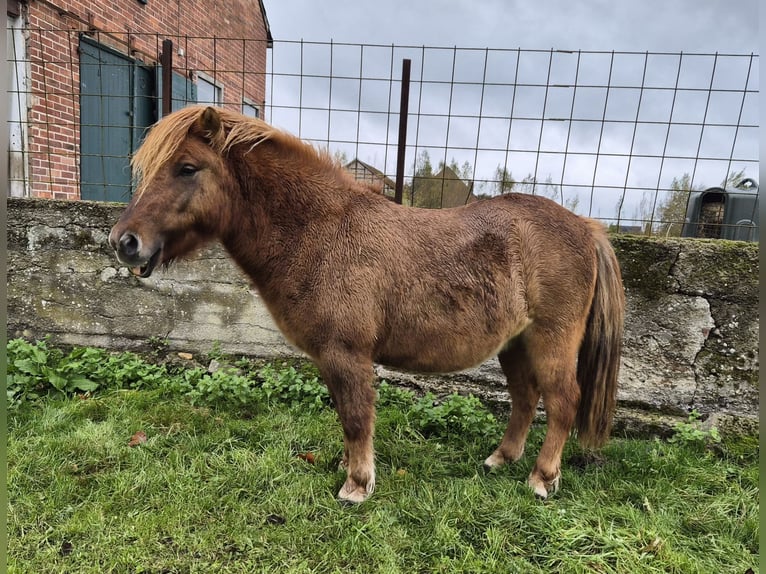 Shetland Ponies Gelding 2 years 10,3 hh Red Dun in Woltersdorf