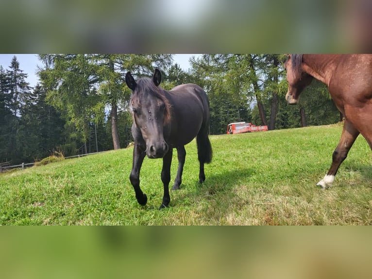 Shetland Ponies Mix Gelding 2 years 11,2 hh Black in Fließfliess