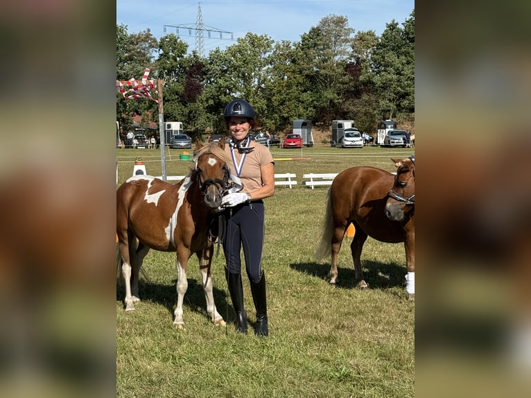 Shetland Ponies Mix Gelding 2 years 11,2 hh Pinto in Rastede