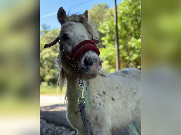 Shetland Ponies Gelding 2 years 11,2 hh White in Grimaud