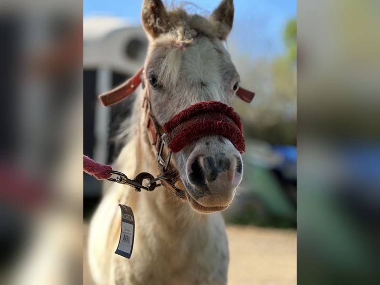 Shetland Ponies Gelding 2 years 11,2 hh White in Grimaud