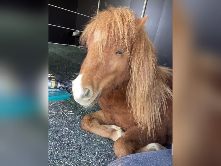 Shetland Ponies Gelding 2 years 7.3 hh Sorrel in Wollbach