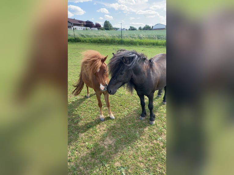 Shetland Ponies Gelding 2 years 7.3 hh Sorrel in Wollbach