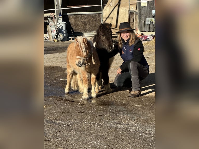 Shetland Ponies Gelding 2 years 9.2 hh Leopard-Piebald in Scheffau am Wilden Kaiser