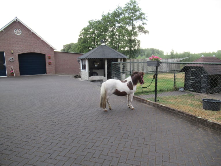 Shetland Ponies Gelding 2 years 9 hh Pinto in Neerkant