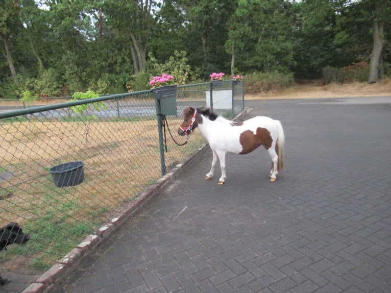 Shetland Ponies Gelding 2 years 9 hh Pinto in Neerkant