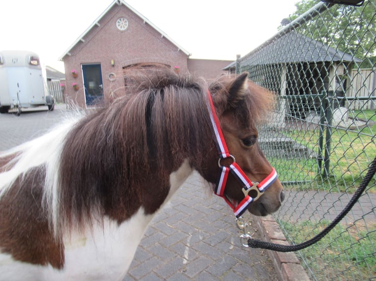 Shetland Ponies Gelding 2 years 9 hh Pinto in Neerkant