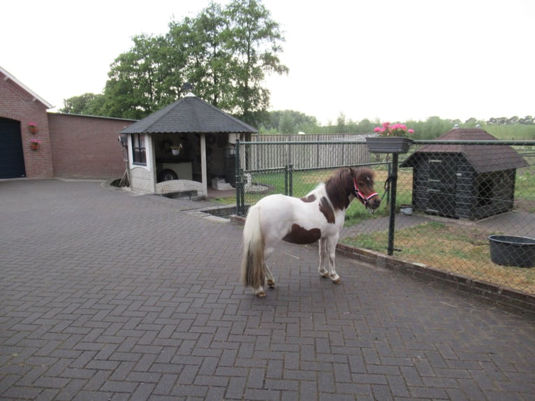 Shetland Ponies Gelding 2 years 9 hh Pinto in Neerkant