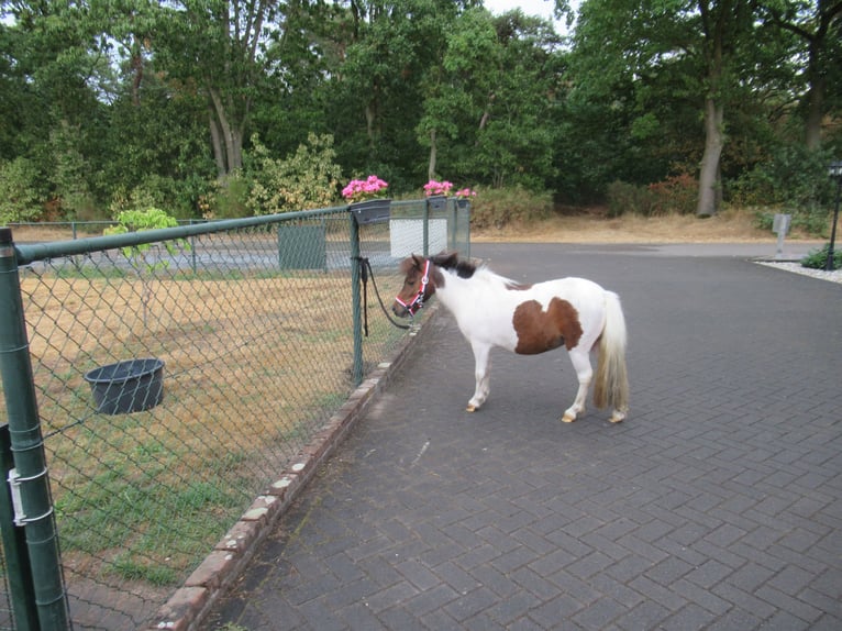 Shetland Ponies Gelding 2 years 9 hh Pinto in Neerkant
