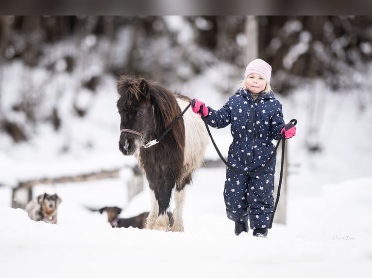 Shetland Ponies Gelding 2 years 9,2 hh Leopard-Piebald in Scheffau am Wilden Kaiser