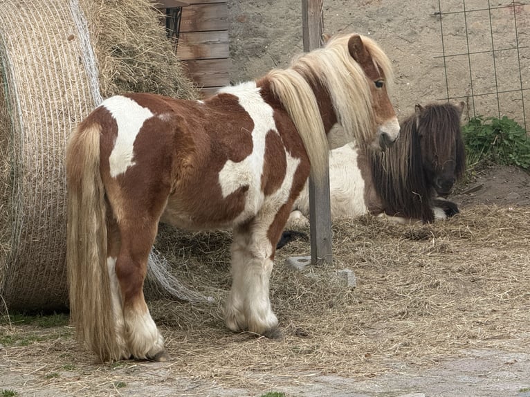 Shetland Ponies Gelding 2 years Chestnut-Red in Schwanebeck